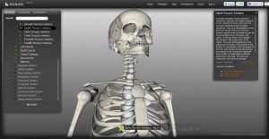 BioDigital Human Skelet
